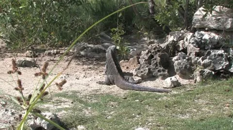 Cuba, Landscape Video stock 22111556