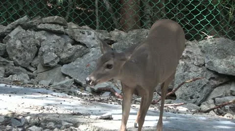 Cuba, Landscape Stock-Footage 22111665