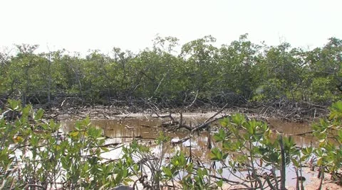 Cuba, Landscape Video stock 22111709