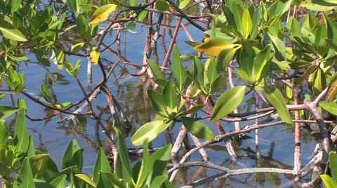 Cuba, Landscape Видео 22111738