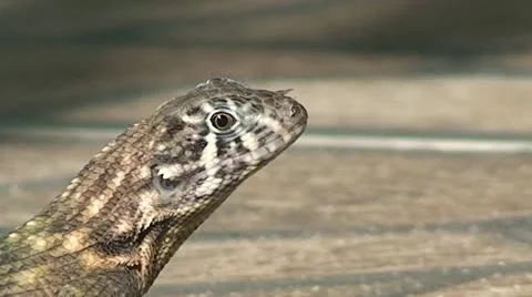 Cuba, lizard CU, on the street Stock Footage