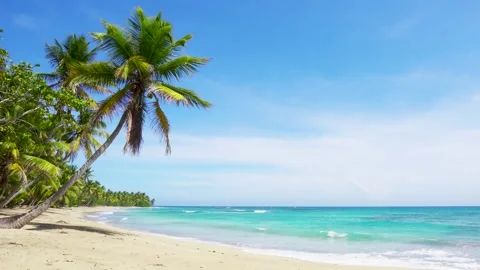 Cuba palm trees beach on the Caribbean Sea landscape. Palms sea and white sand Stock Footage
