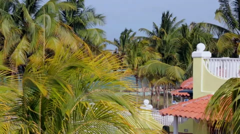 Cuba - Palm Trees Stock Footage 56344798