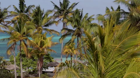 Cuba - Palm Trees Stock Footage 56344803