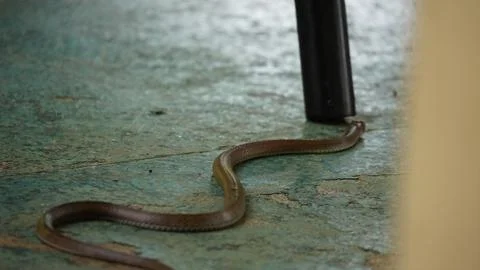 Cuba snake on a floor Foto stock