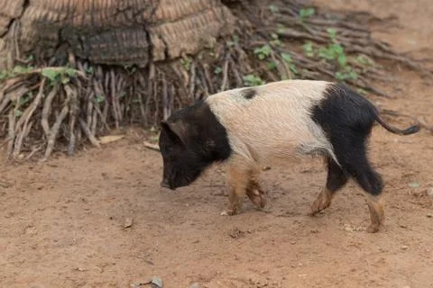 Cuba Vinales Cute Pig Stock Photos