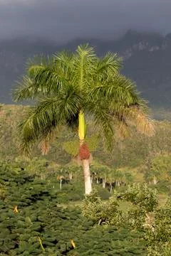 Cuba, Vinales, Palm Tree Foto stock