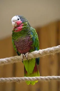 Cuban Amazon close-up sitting on rope. Stock Photos
