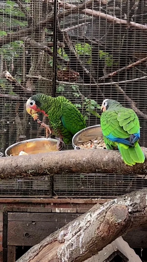 Cuban Amazon Parrots Stock Footage 317697300