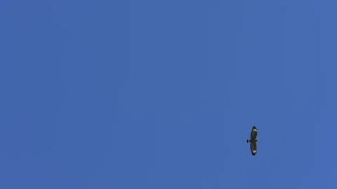Cuban Black Hawk Soaring in Blue Sky Stock Footage 305956497
