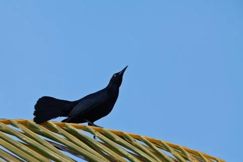 Cuban blackbird Stock Photos