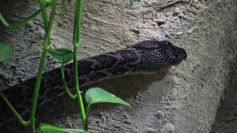 Cuban boa crawling looking for a target to feed itself, the concept Stock Footage 199869301