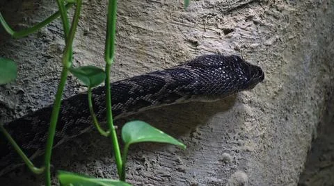 Cuban boa crawling looking for a target to feed itself, the concept Foto stock