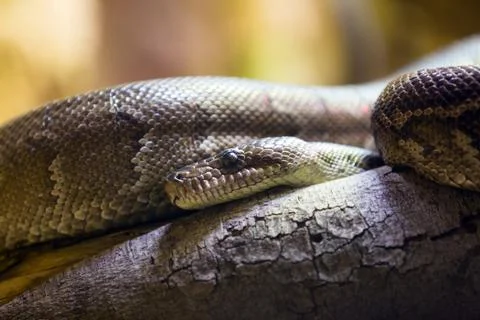 Cuban boa 스톡 사진
