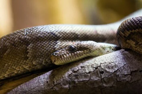 Cuban boa 스톡 사진