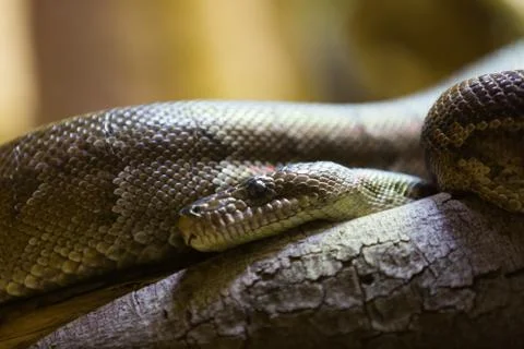 Cuban boa 스톡 사진