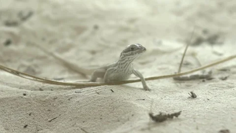 Cuban bright lizard in the sand 動画素材 71847875