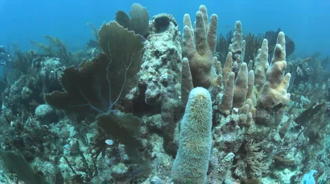 Cuban Coral Reef Stock-Footage 1013716