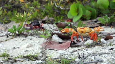 Cuban crabs at beach Video stock 42454450