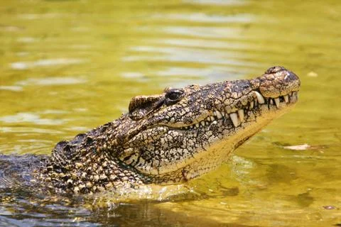 Cuban croc Foto stock