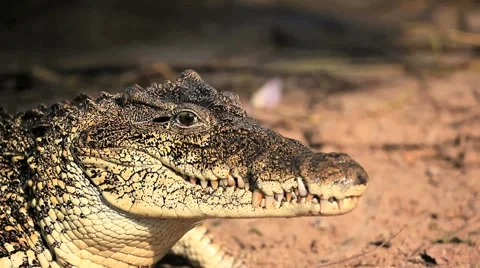 Cuban Crocodile 库存影片 2870275