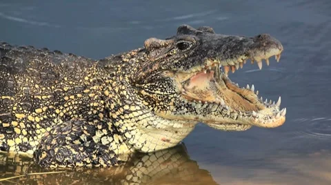 Cuban Crocodile Video stock 7762176