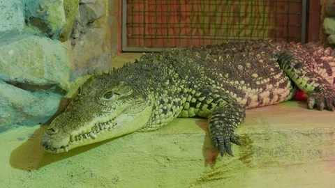 Cuban Crocodile Stock Footage 78172997