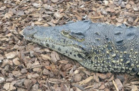 Cuban crocodile head Stock Photos