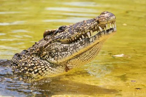 Cuban crocodile Foto stock