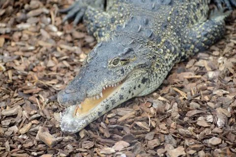 Cuban crocodile Stock Photos