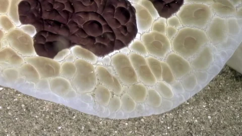 Cuban Dancer Reveals Its Unique Pattern Beneath Caribbean Waters Stock Footage 337493824
