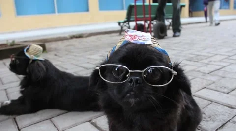 Cuban dressed dogs Stock Footage 62936962