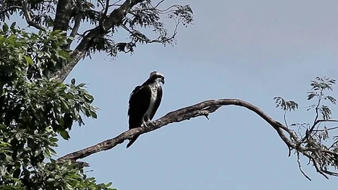 Cuban eagle on the branch Stock-Footage 77196604