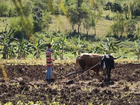 Cuban farmer with cows 스톡 동영상 78200663