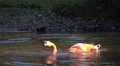 Cuban flamingo splashing water sunny day HD Footage