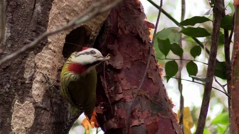 A Cuban green woodpecker eats an insect. Видео 75700485