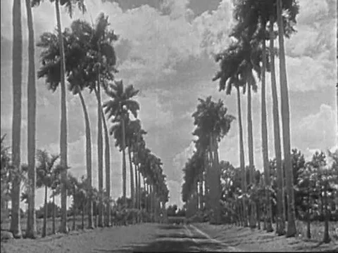 Cuban men work oxen and horses in the countryside in the 1940s. Stock Footage 75287856