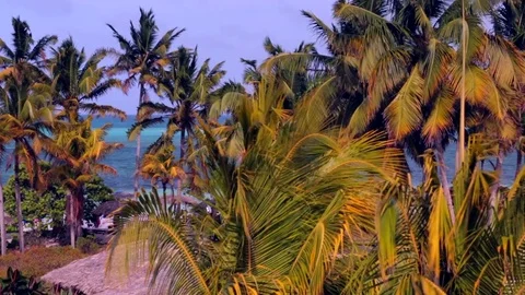 Cuban Palm Trees Video stock 69734305
