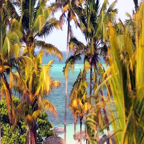 Cuban Palm Trees Stock Footage 69734307