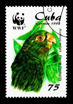 Cuban Parakeet (Arantinga euops), Parrots serie, circa 1998 Stockillustratie