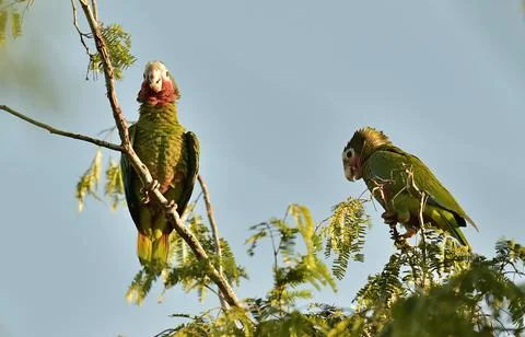 Cuban Parrot (Amazona leucocephala leucocephala), Stock Photos