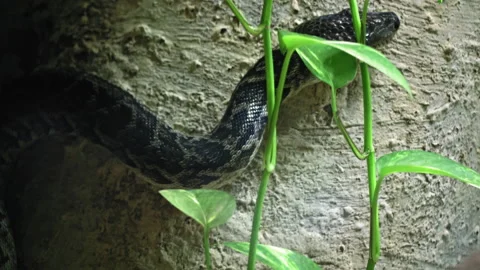 Cuban tree boa crawling in search of food, the concept of hunting Stock Footage 199869227