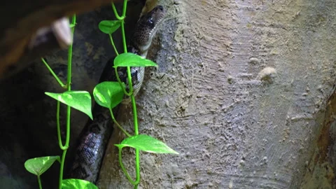 Cuban tree boa crawling up a steep cliff in search of food Stock Footage 199869118