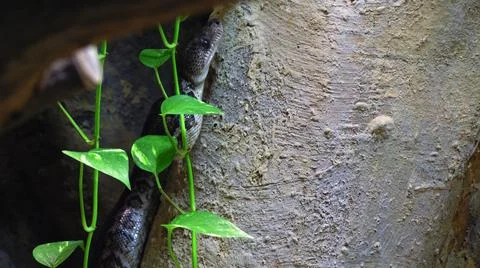 Cuban tree boa crawling up a steep cliff in search of food Stock Photos