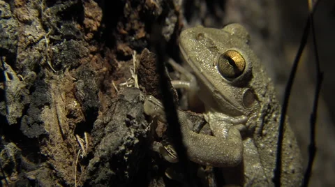 Cuban Tree Frog 2 Video stock 50563163