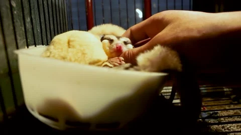 Cubby cute sugar glider ( Petaurus breviceps ) Stock Footage 159732061
