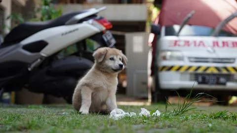 Cubby dog's Foto stock
