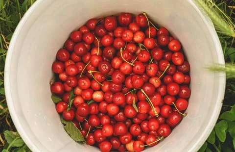 Cube with cherries Stock Photos