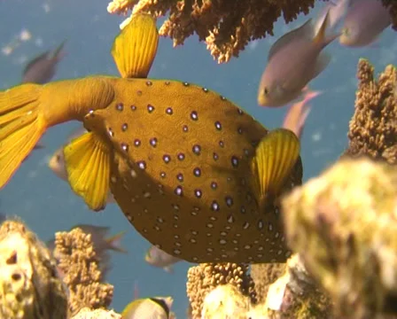 Cube trunkfish 1 Stock Footage 30120566