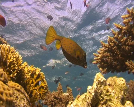 Cube trunkfish (2) Stock Footage 30121263